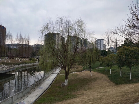 公園里的柳樹(shù)