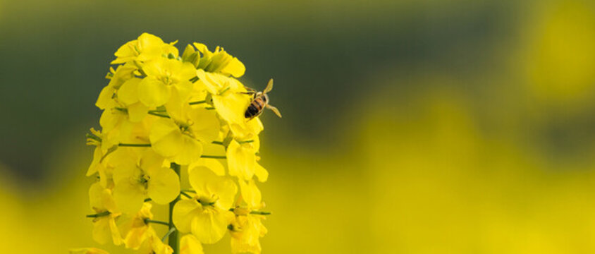 油菜花