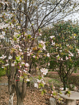 櫻花