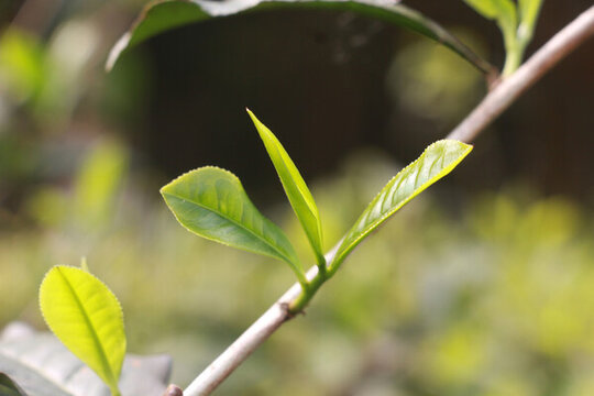 春季茶葉新芽