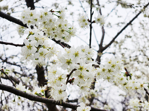 櫻花