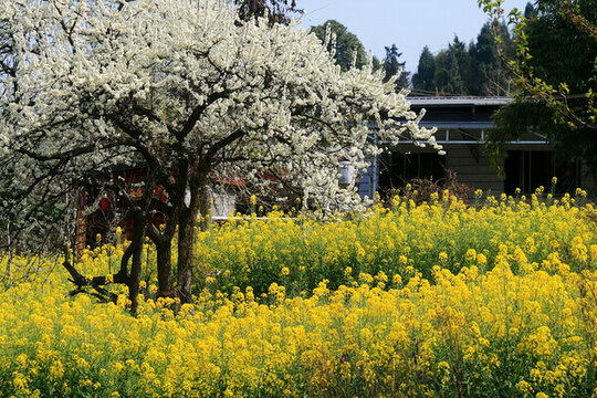 李樹開花