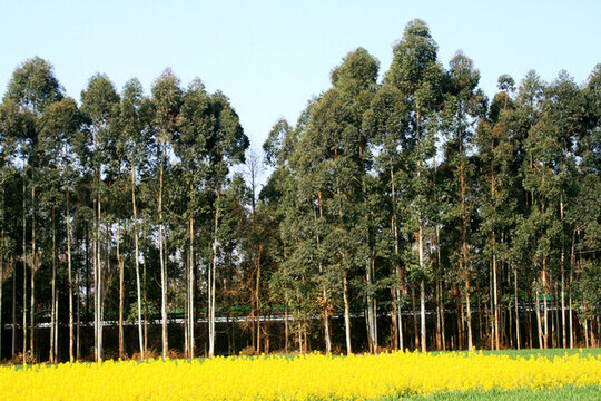 桉樹林