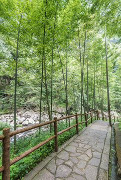 溪口公園竹林綠地林蔭道