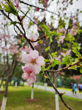 櫻花7