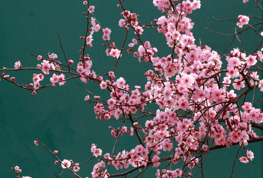 桃花