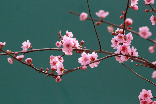 桃花