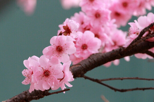 桃花