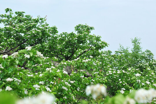 山楂園白色花