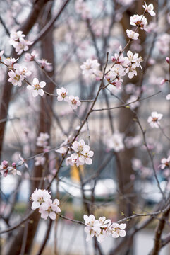 山桃花