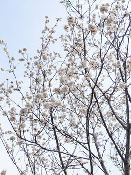 櫻花