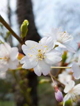 櫻花