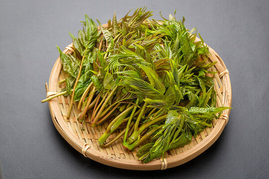 新鮮頭茬香椿芽