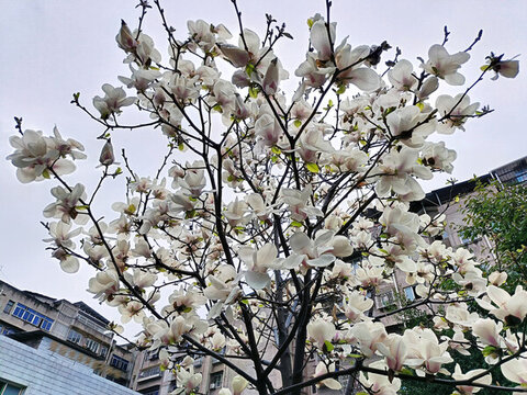 白玉蘭花枝盛開