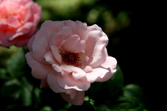 月季花