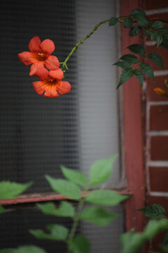 凌霄花
