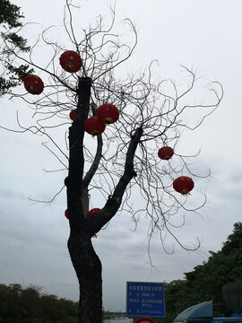 風(fēng)景樹