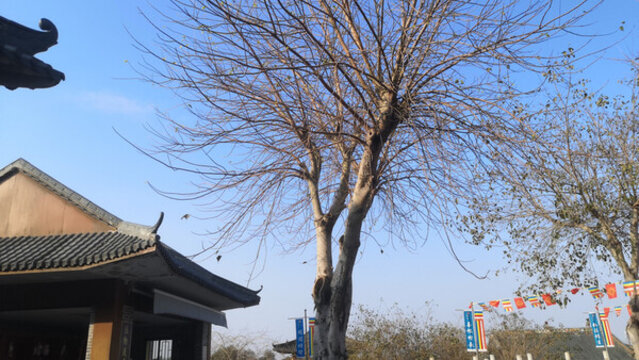 風(fēng)景樹