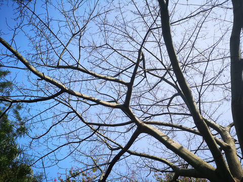 風(fēng)景樹(shù)