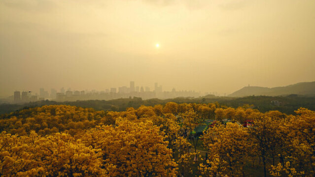 黃花風(fēng)鈴木