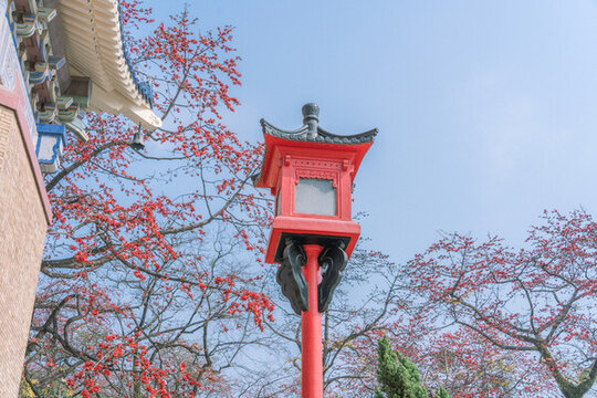 中山紀(jì)念堂木棉花