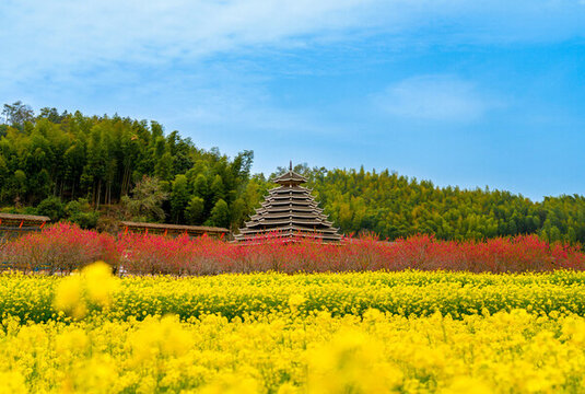 農(nóng)村油菜花海和鼓樓鄉(xiāng)村風(fēng)光