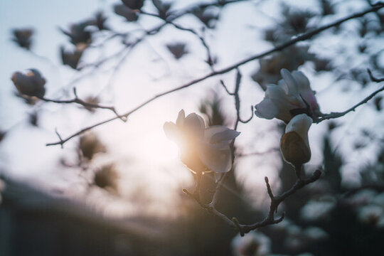 玉蘭花
