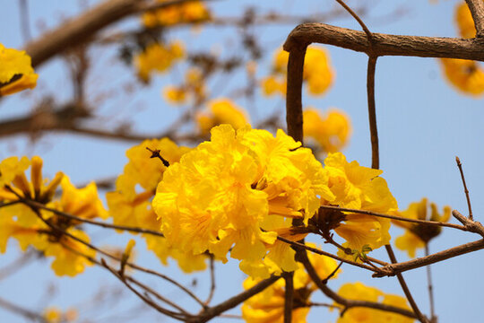 帝色風鈴花