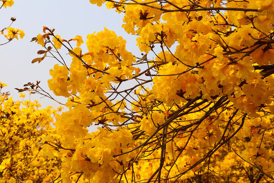 風(fēng)鈴花樹林