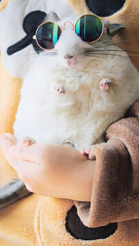 龍貓