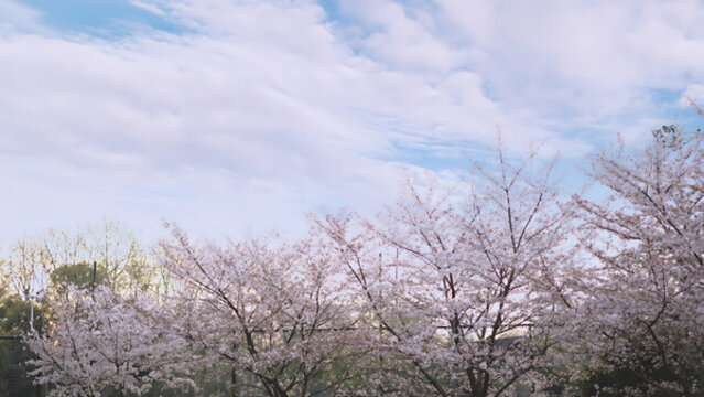 櫻花