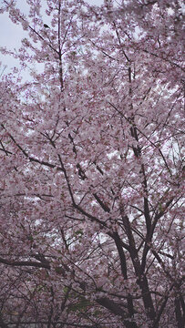 櫻花