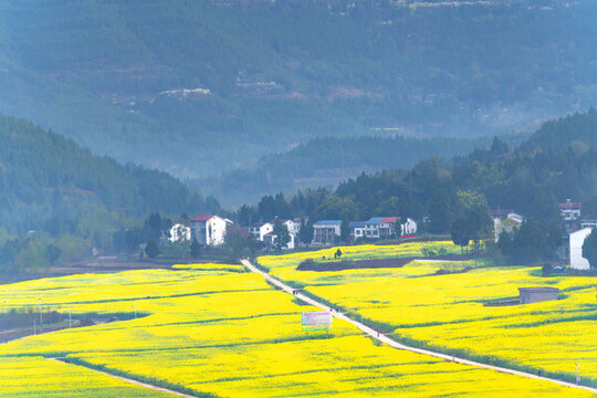 希望的田野
