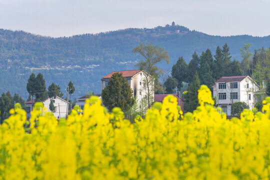 希望的田野
