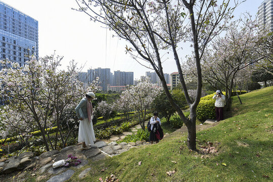 櫻花