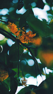 桂花