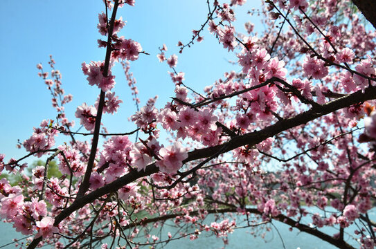 梅花