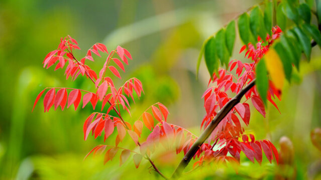 山林树木植物红叶