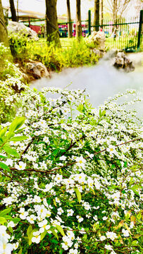 水霧櫻花園