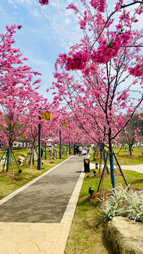 櫻花園