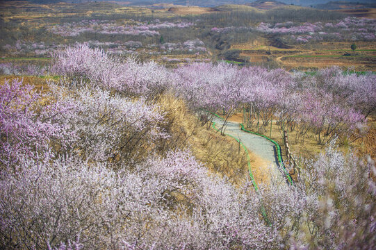 桃花節(jié)
