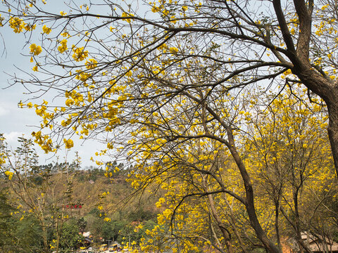 黃花風(fēng)鈴