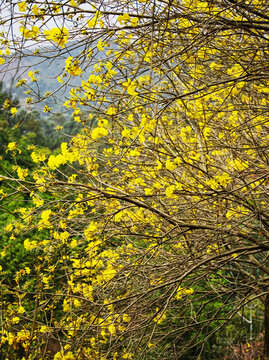 黃花風(fēng)鈴
