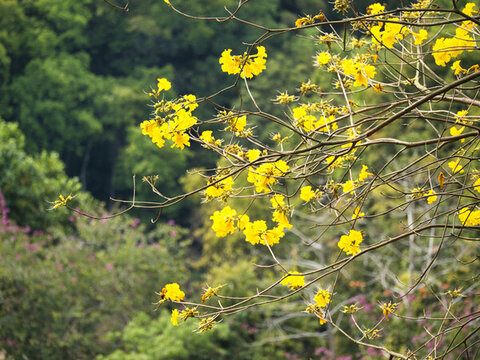 黃花風鈴