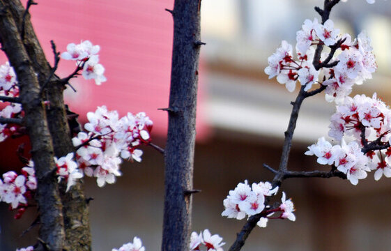 櫻花