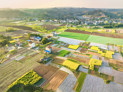 希望的田野