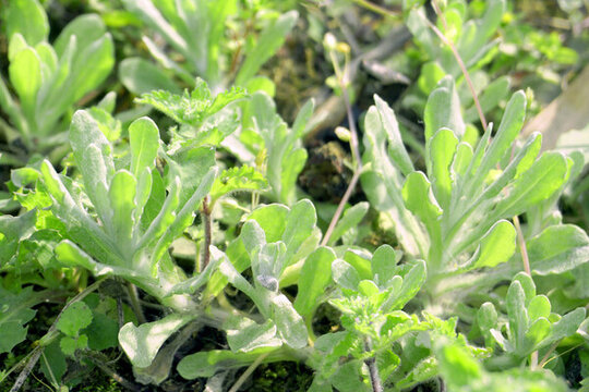 田野野菜清明菜