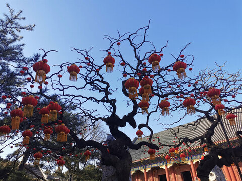 頤和園古樹