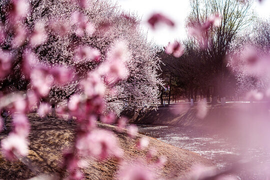 北京奧森公園的桃花特寫