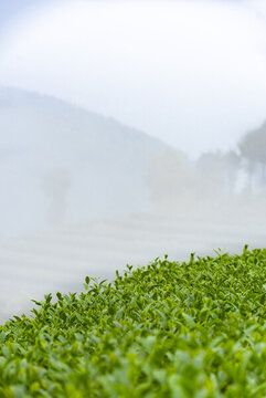 茶園霧